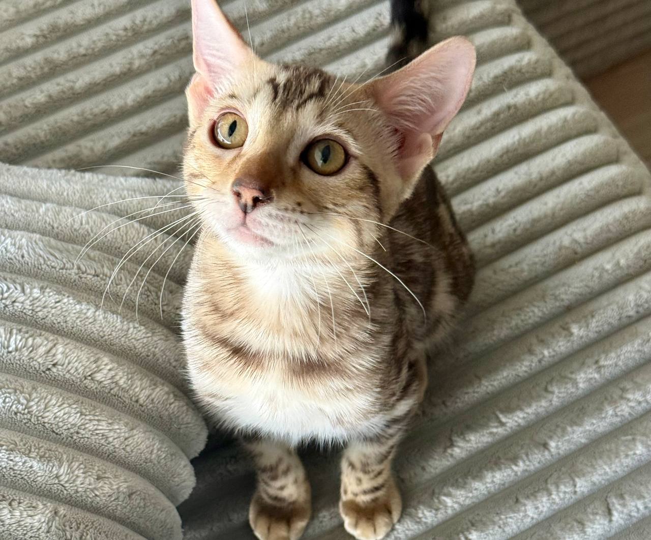 Rio – Brown Male Bengal Kitten Microchipped, Dewormed, Vaccinated, Potty Trained, Neutered, 3 Months Old, Ready To Go