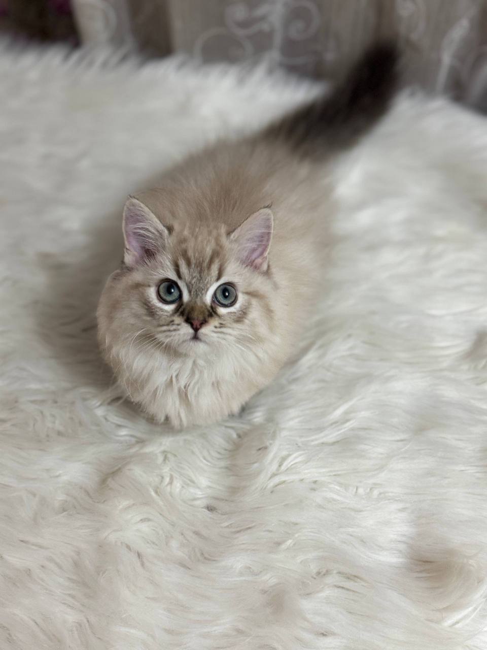 Bentley – Munchkin White Point Male Microchipped, Dewormed, Twice Vaccinated, and Neutered 2.5 Months Old Will Be Ready For A New Home June 5-6