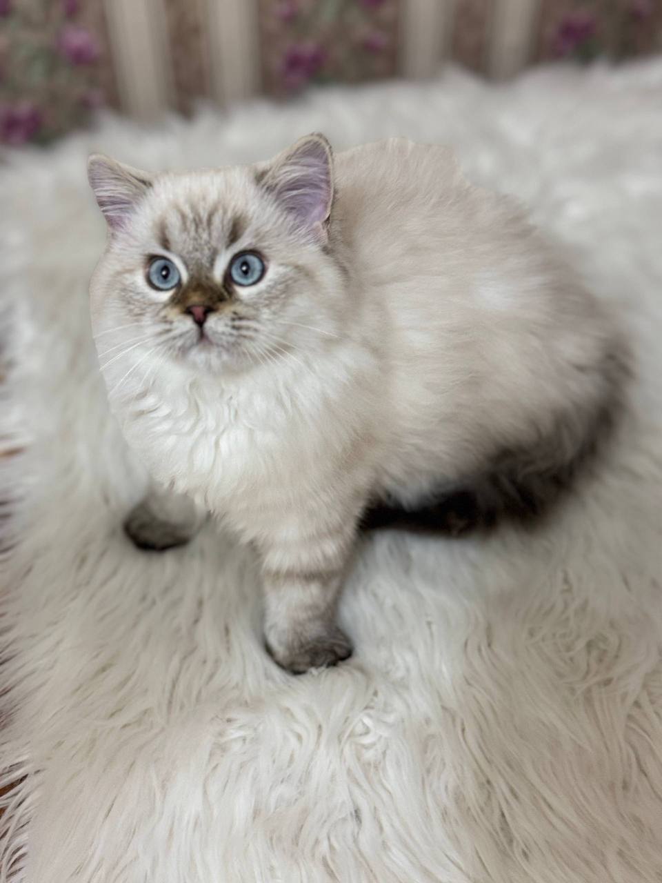 Prince – British Longhair Blue Lynx Point Male Microchipped, Dewormed, Twice Vaccinated, and Neutered 2.5 Months Old Will Be Ready For A New Home June 5-7
