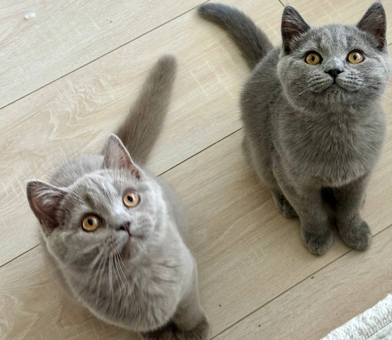 Simba And Sam – British Shorthair Lilac, Blue Male Kittens Microchipped, Dewormed, Twice Vaccinated, Potty Trained, Neutered, 3 Months Old, Ready To Go