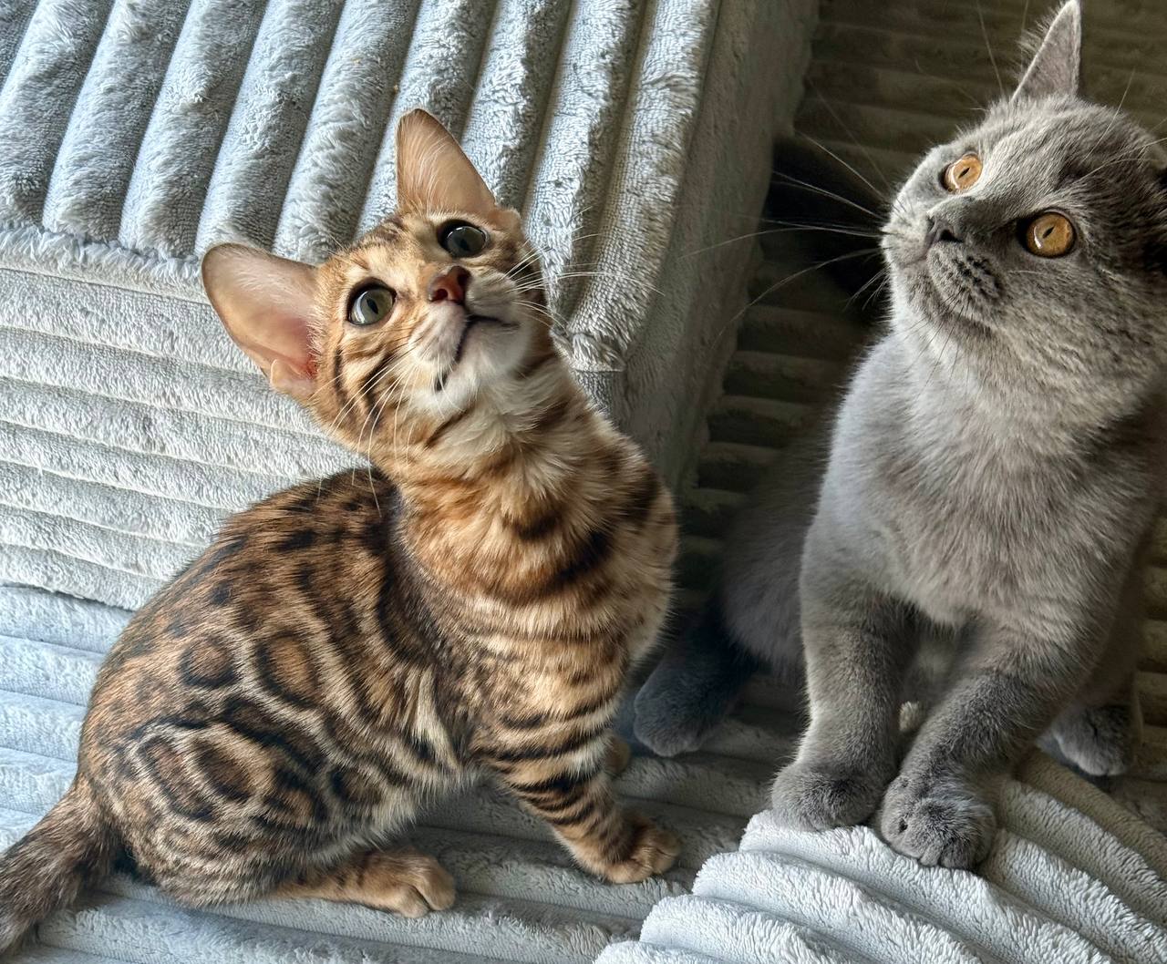 Zara – Brown Female Bengal Kitten Microchipped, Dewormed, Vaccinated, Potty Trained, 3 Months Old, Ready To Go