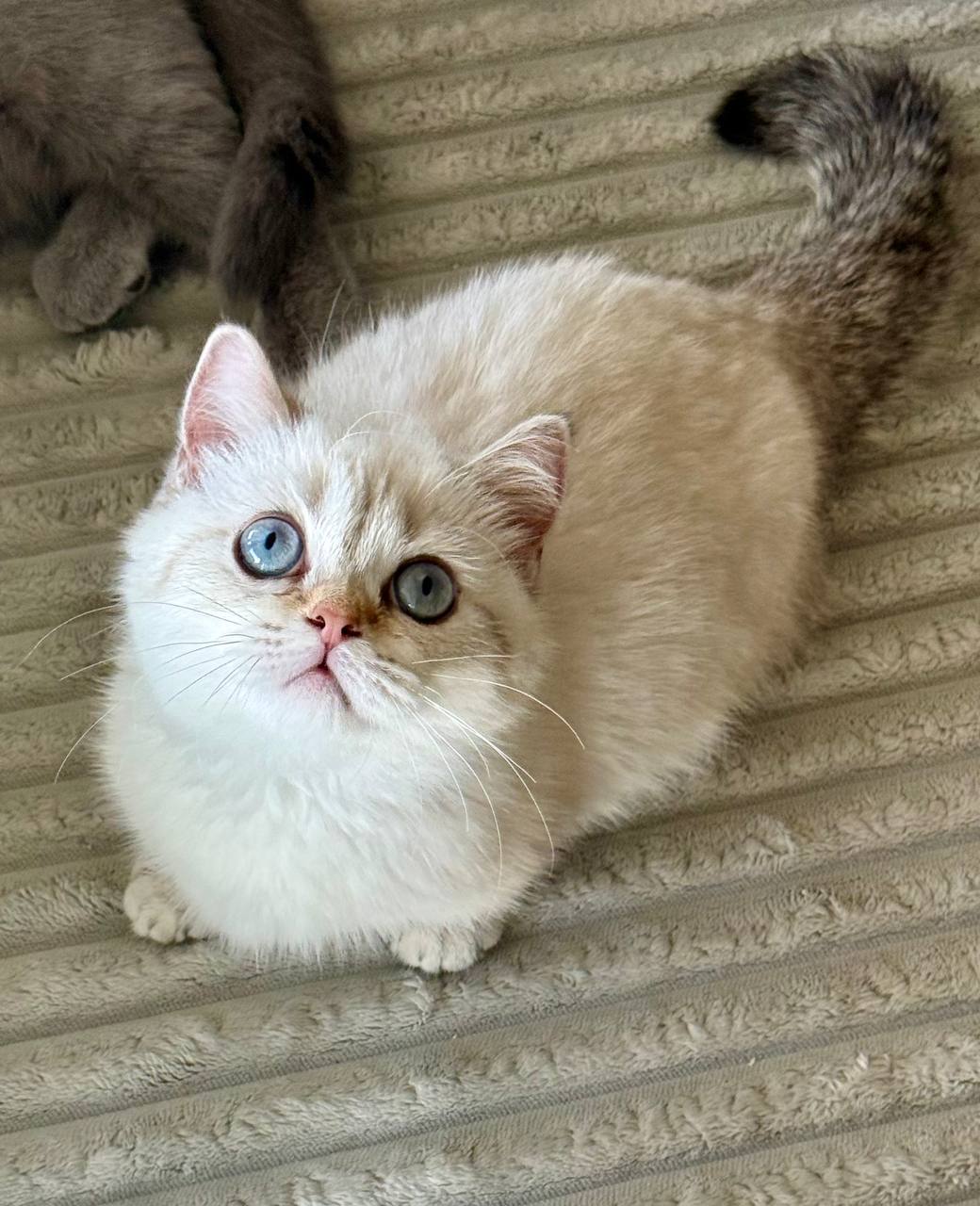 Angel – Munchkin White Point Female Microchipped, Dewormed, Twice Vaccinated, Spayed