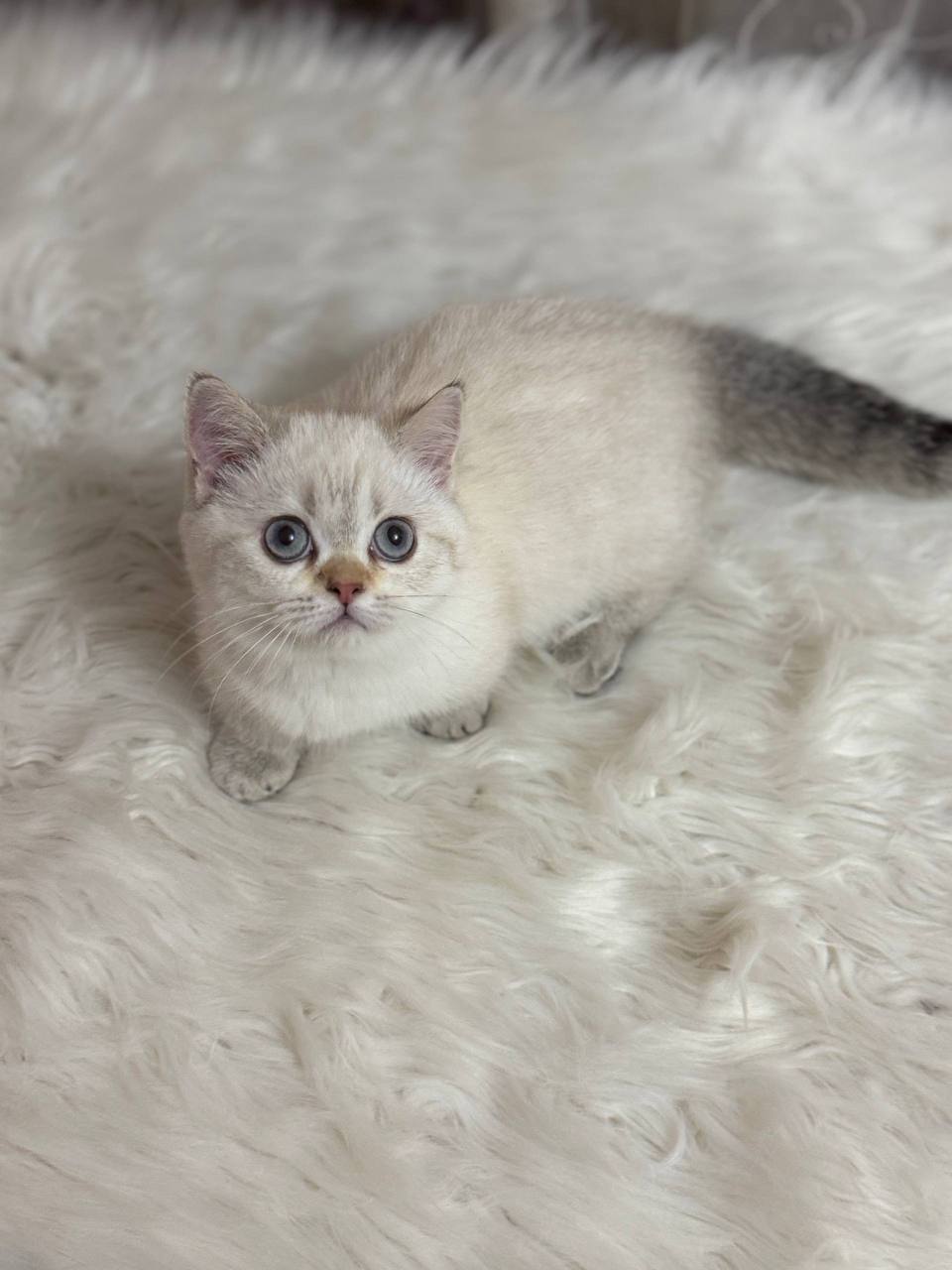 Angel – Munchkin White Point Female Microchipped, Dewormed, Twice Vaccinated, and Spayed 2.5 Months Old Will Be Ready For A New Home June 5-7
