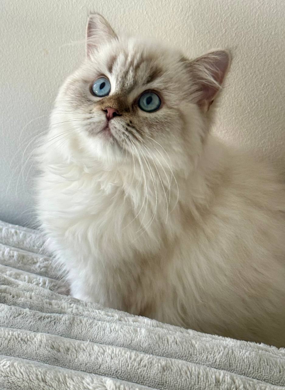 Prince – Siberian Microchipped, Dewormed, Twice Vaccinated, Neutered, 3 Months Old