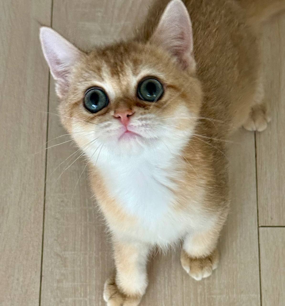 Bruno And Max – British Shorthair Gold Male Kittens Microchipped, Dewormed, Vaccinated, Potty Trained, 3 Months Old