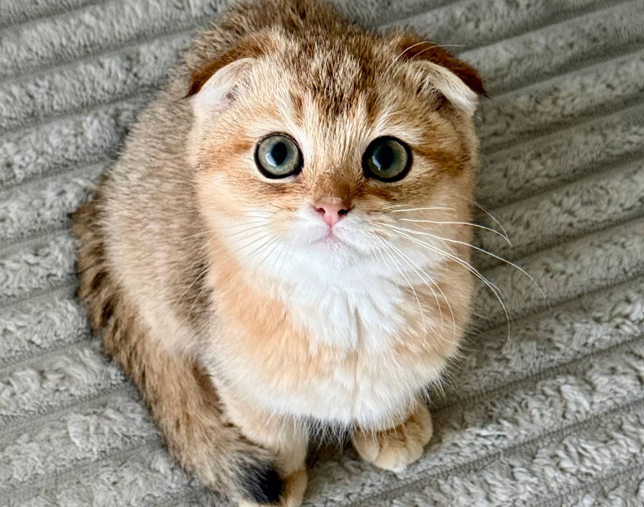 Stella – Scottish Fold Gold Female Microchipped, Dewormed, Twice Vaccinated, Ready To Go