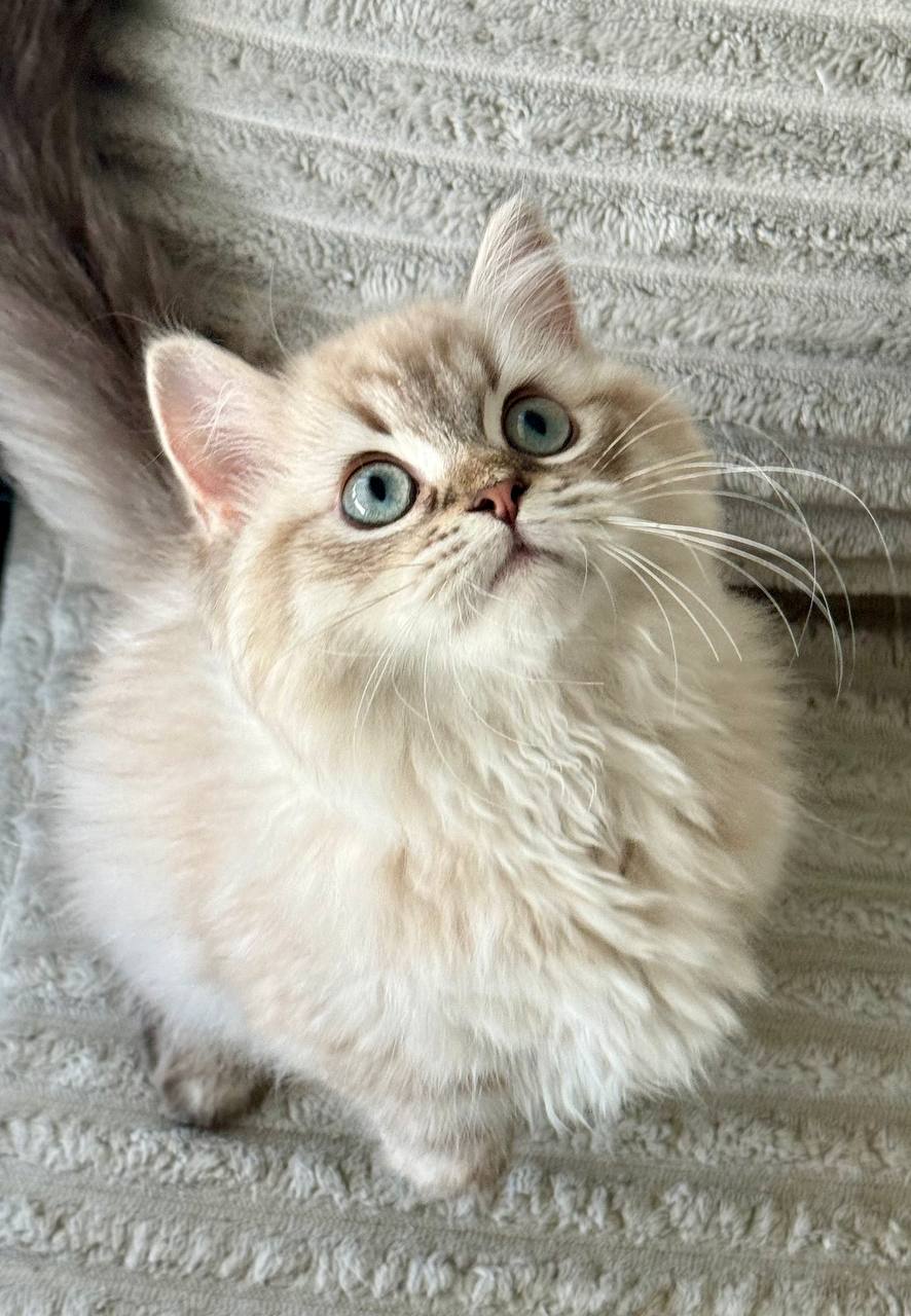 Bentley – Munchkin White Point Male Microchipped, Dewormed, Twice Vaccinated, Neutered, 3 Months Old