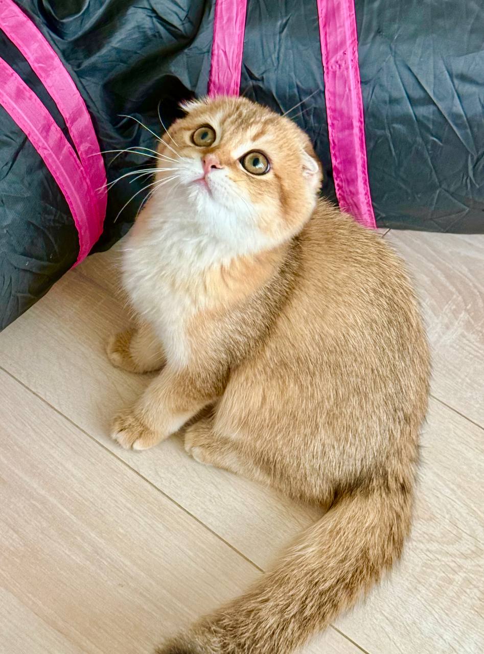 Rusty Male Scottish Fold 3 months old