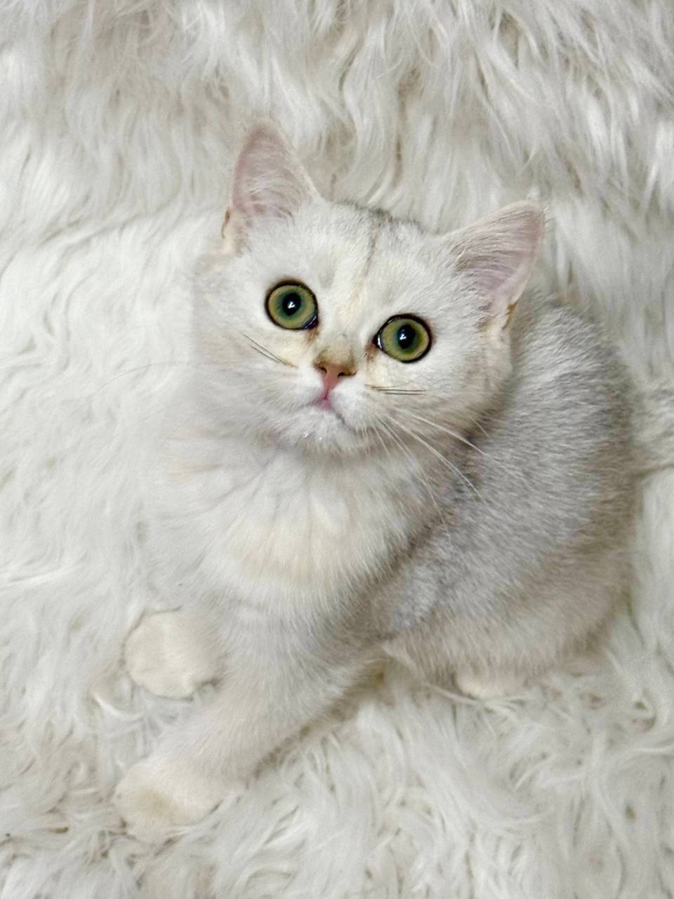Mimi Silver British Shorthair Female 2.5 Months Old