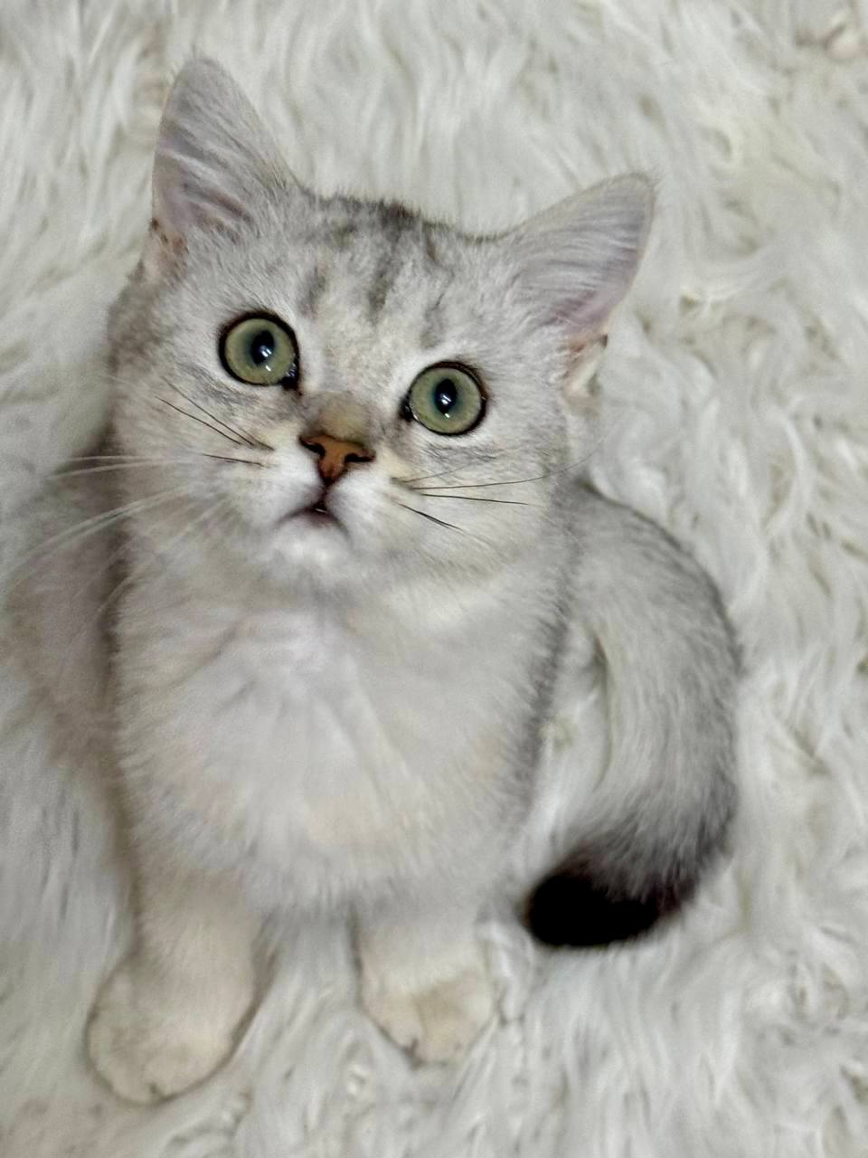 Mikki Silver British Shorthair Female 2.5 Months Old