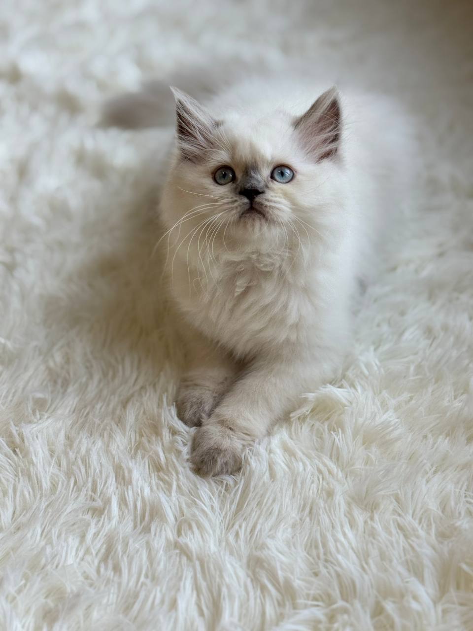 Loki blue point British longhair male 2,5 months old