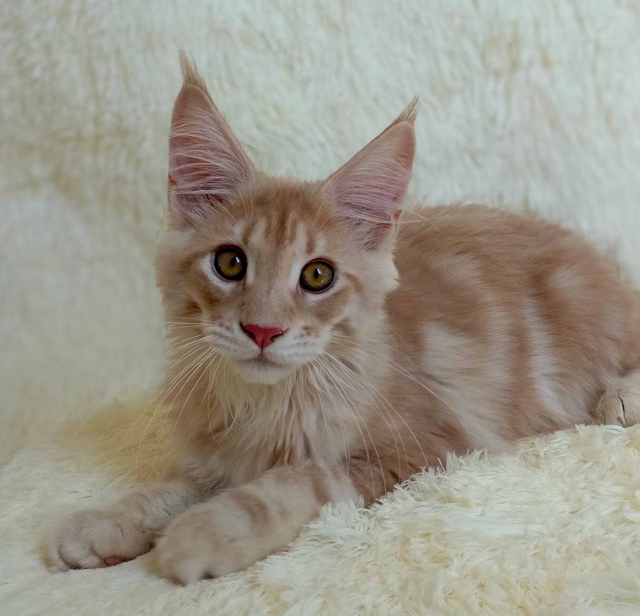 Milo Ginger male maine coon kitten 3 months old