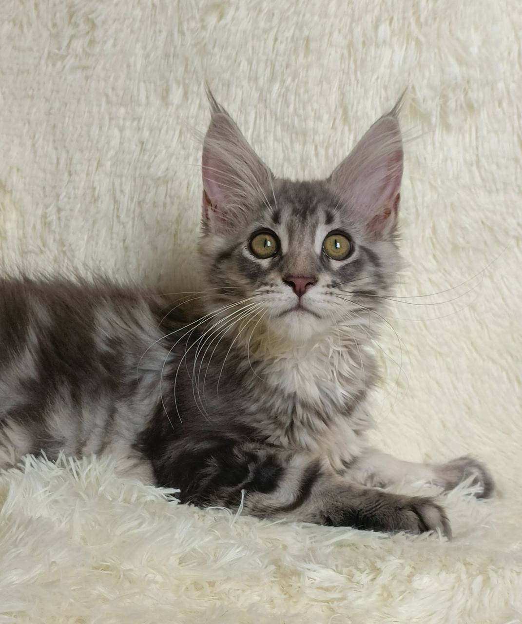 Matt Silver male maine coon 3 months old