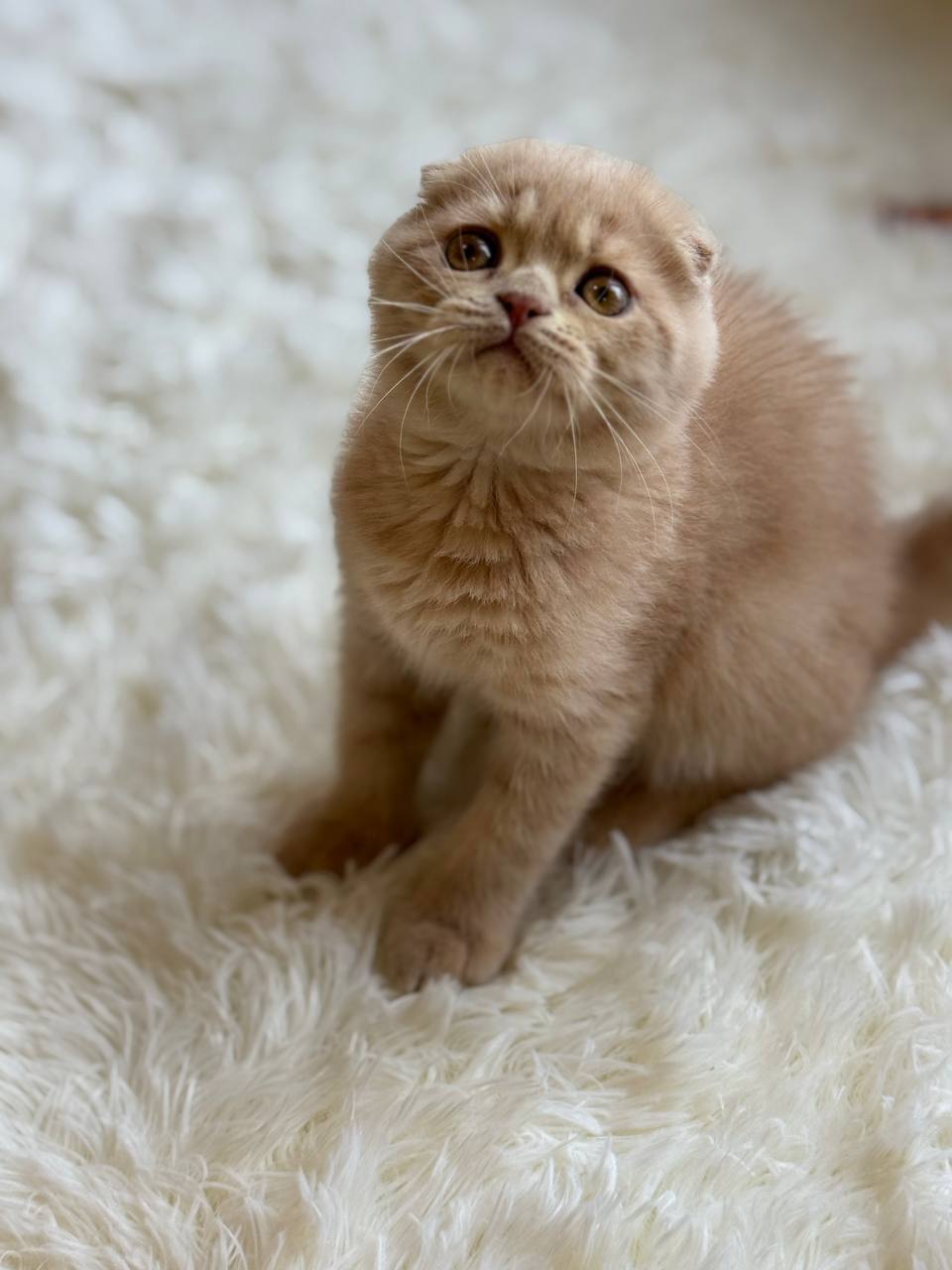 Lemon Lilac male Scottish fold 3 months old