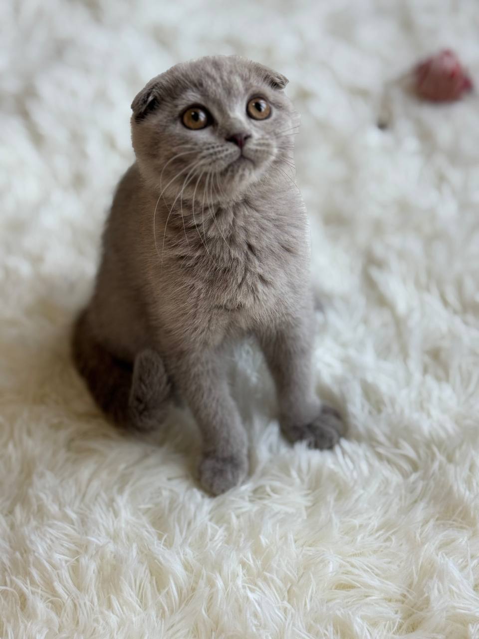 Lola lilac female Scottish fold 3 months old