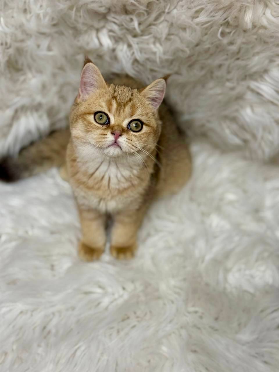 Pumpkin British shorthair gold male 3 months old