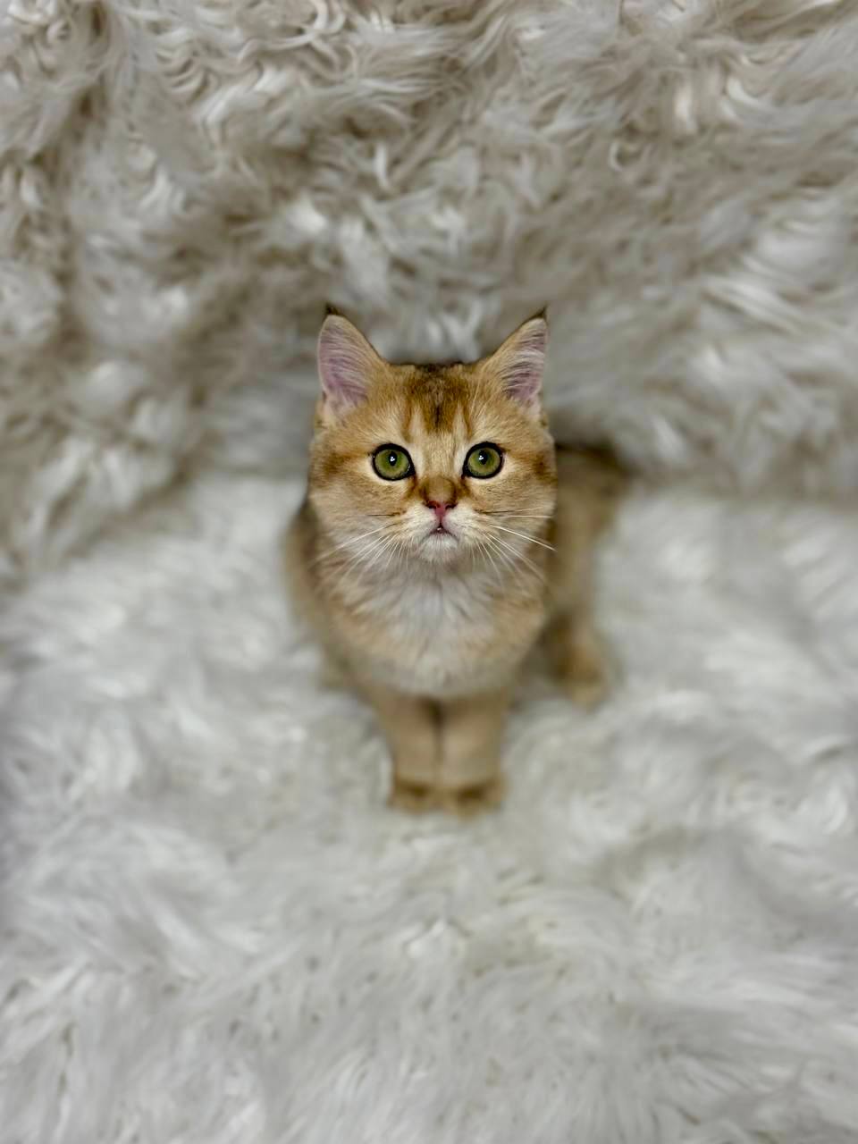 Goldie British shorthair gold female 3 months old