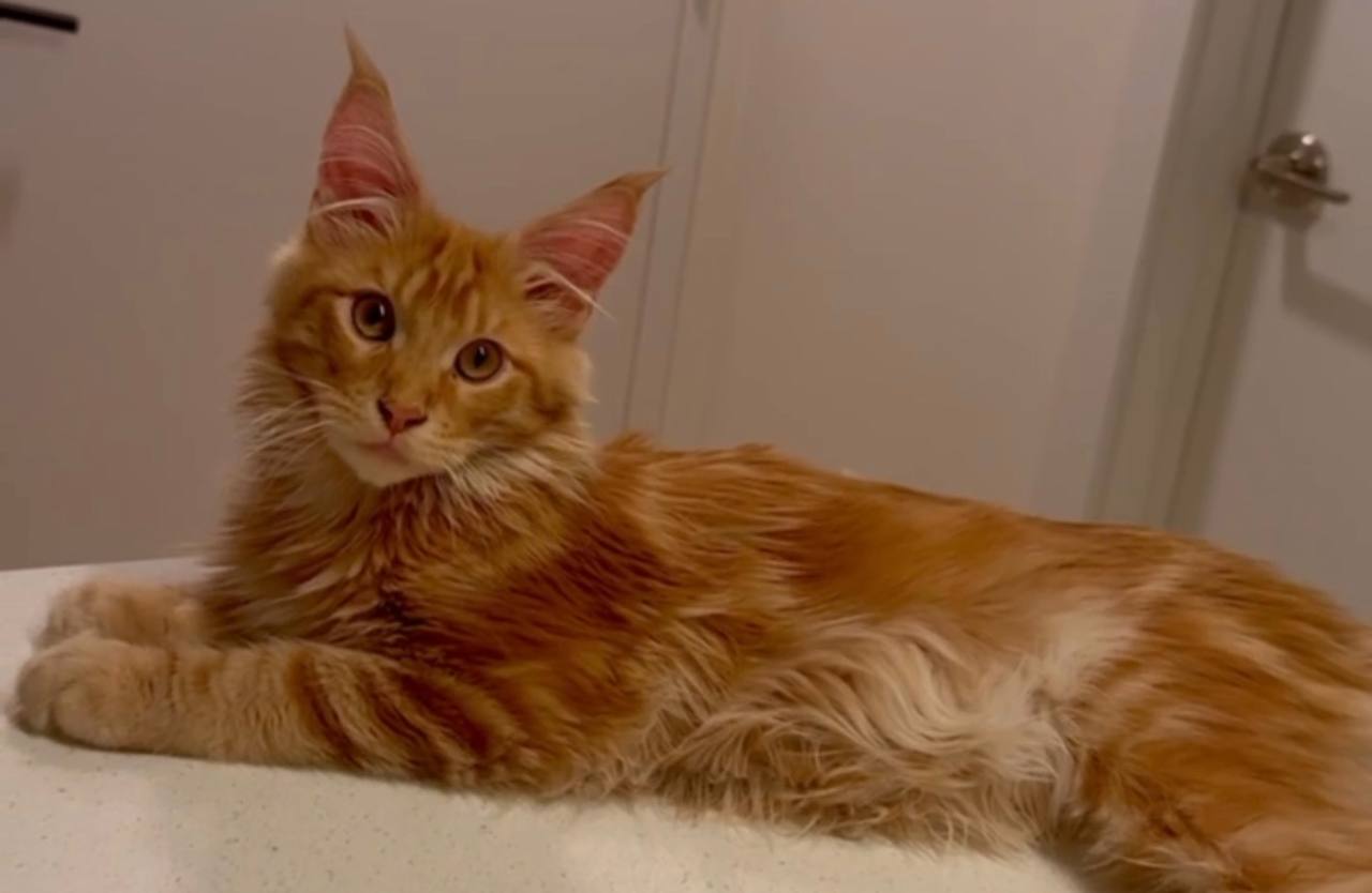 Tiger red male maine coon 5 months old