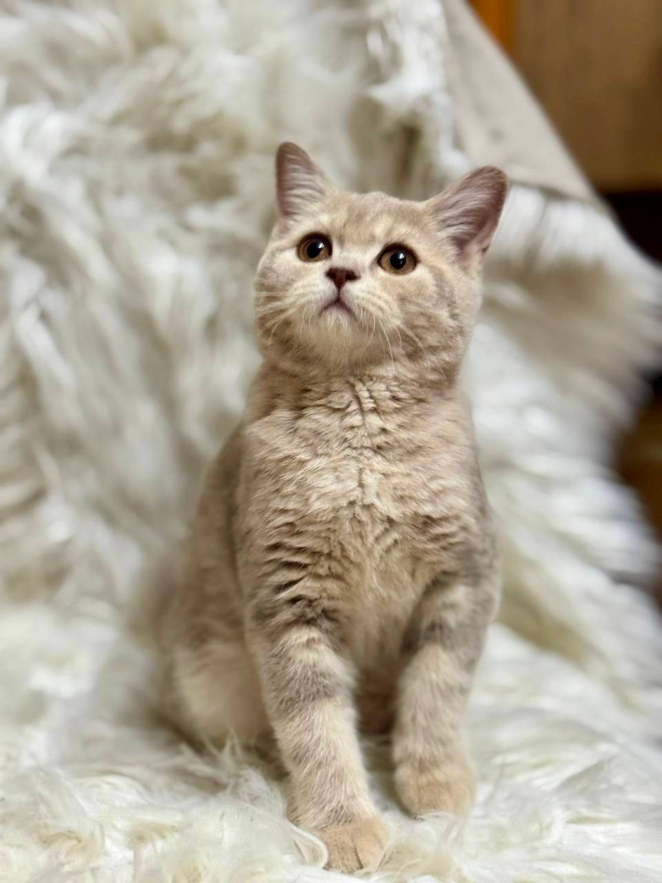 Marta lilac female British shorthair 3 months old