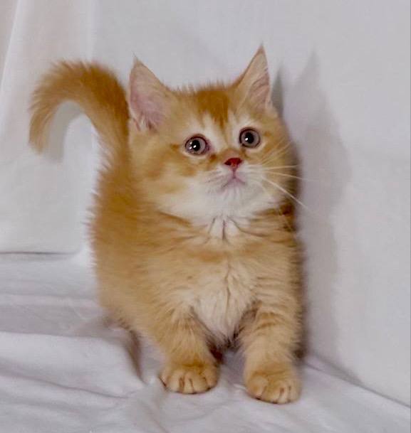 Moti ginger male munchkin 3 months old