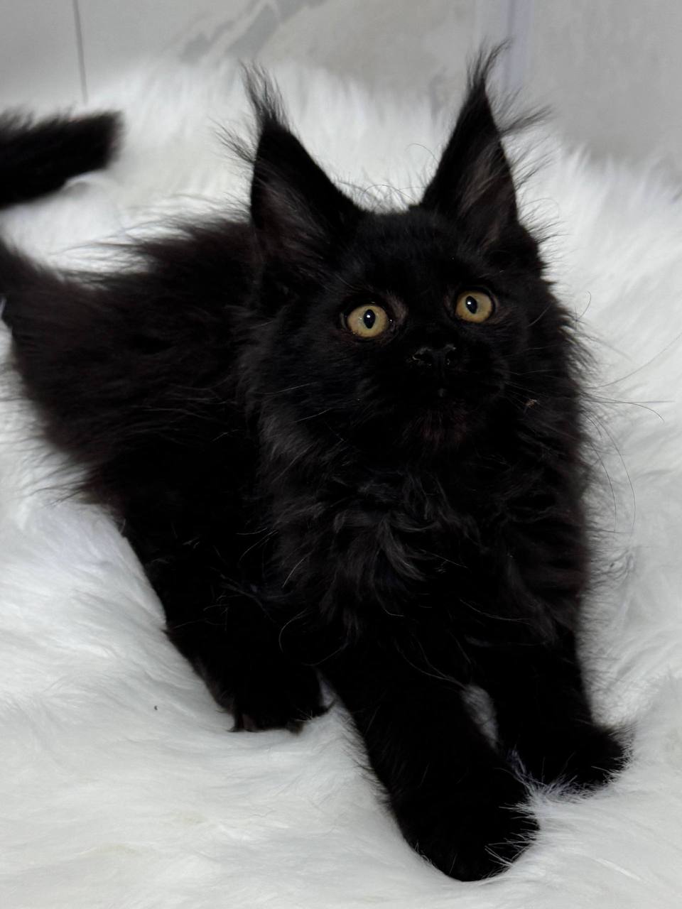 Tina black female maine coon 3 months old