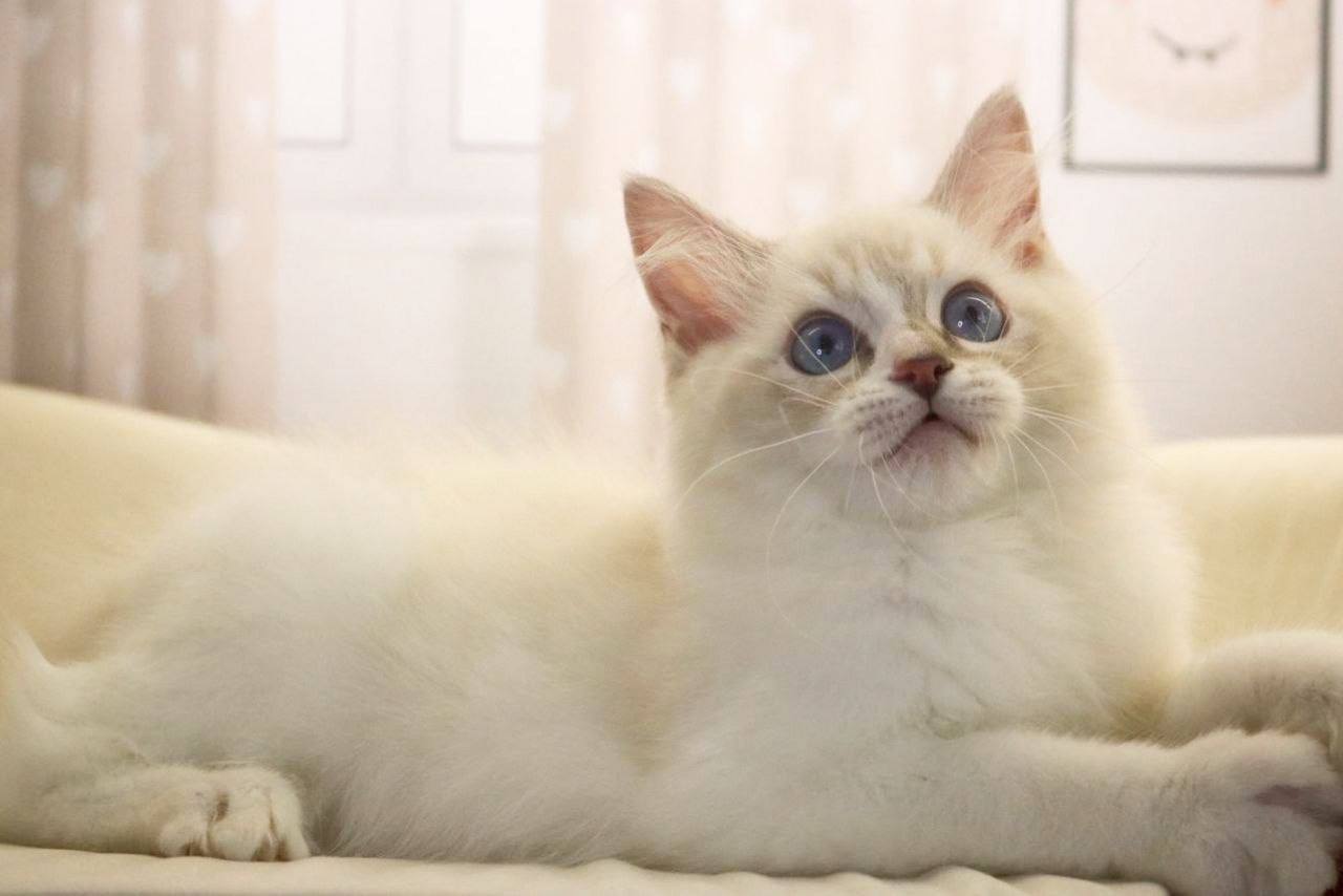 Sam Blue Lynx Point Male Ragdoll 4 months old