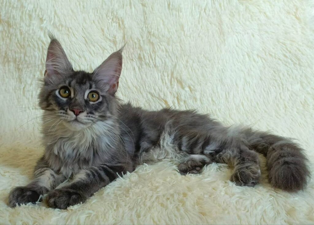 maine coon