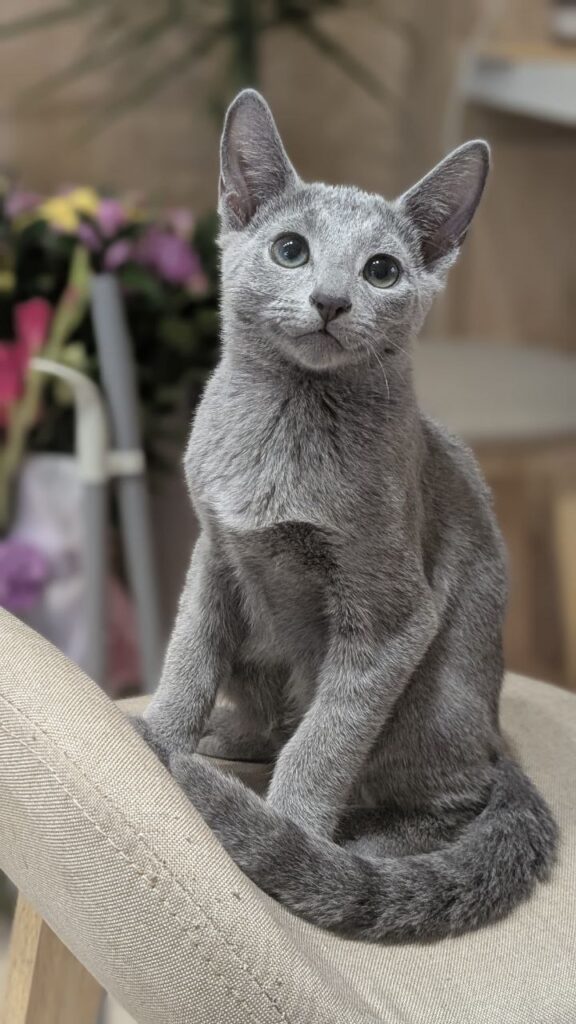 russian blue