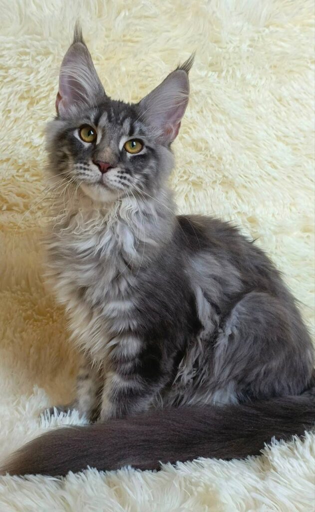 maine coon