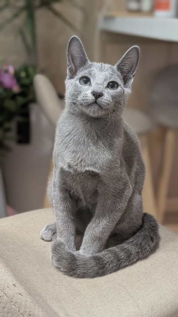 Russian Blue