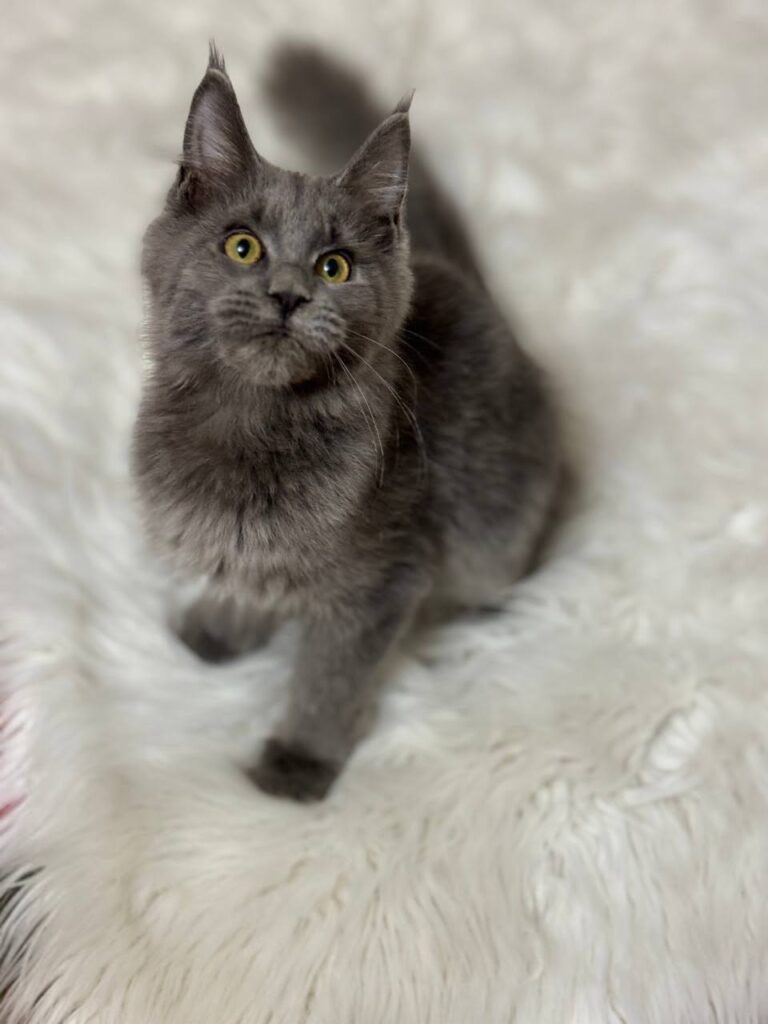 maine coon