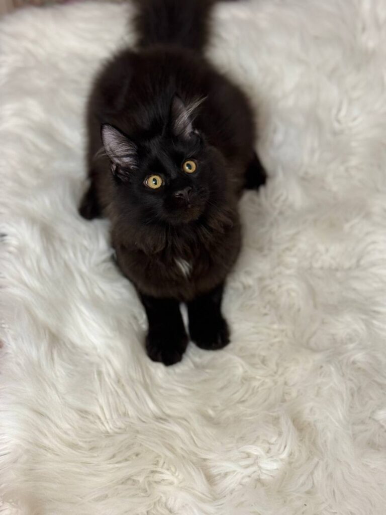 maine coon