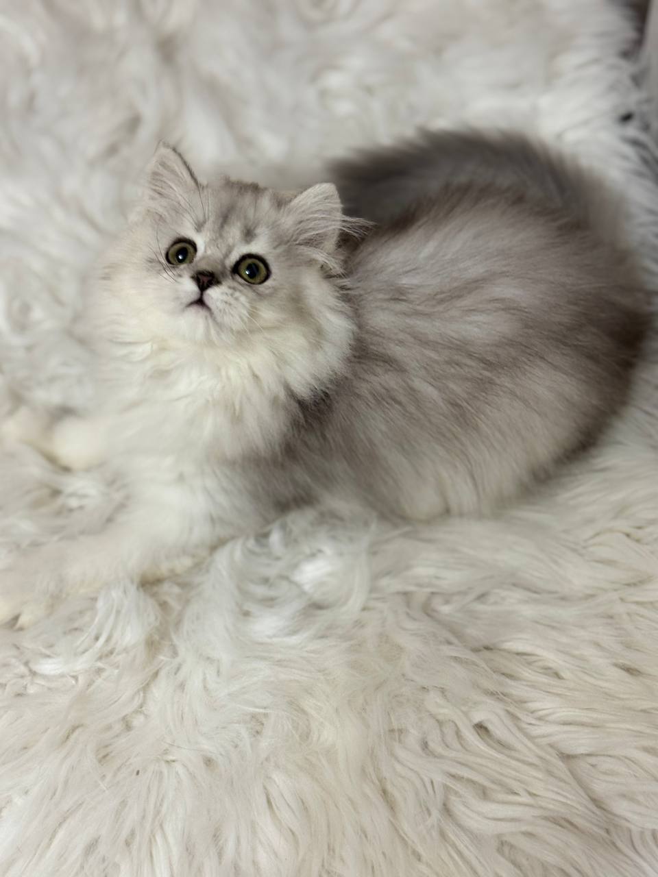 ๐ฑ Meet Lucy โ Beautiful Silver Female British Longhair Kitten Available Now!