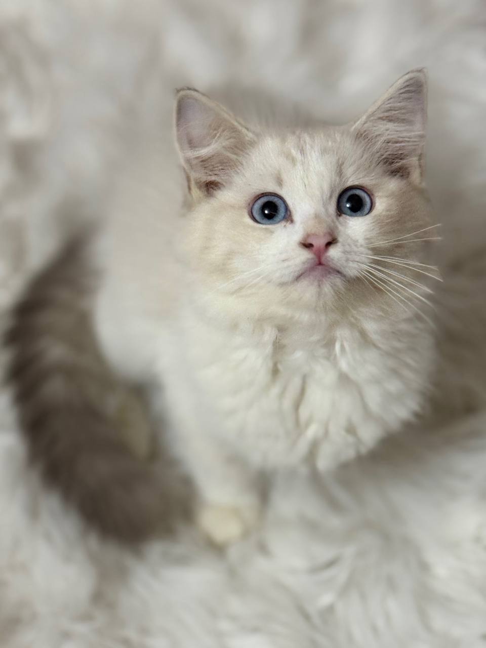 ๐ฑ Meet Naomi โ Beautiful Blue Point Lynx Female Ragdoll Kitten Available Now!
