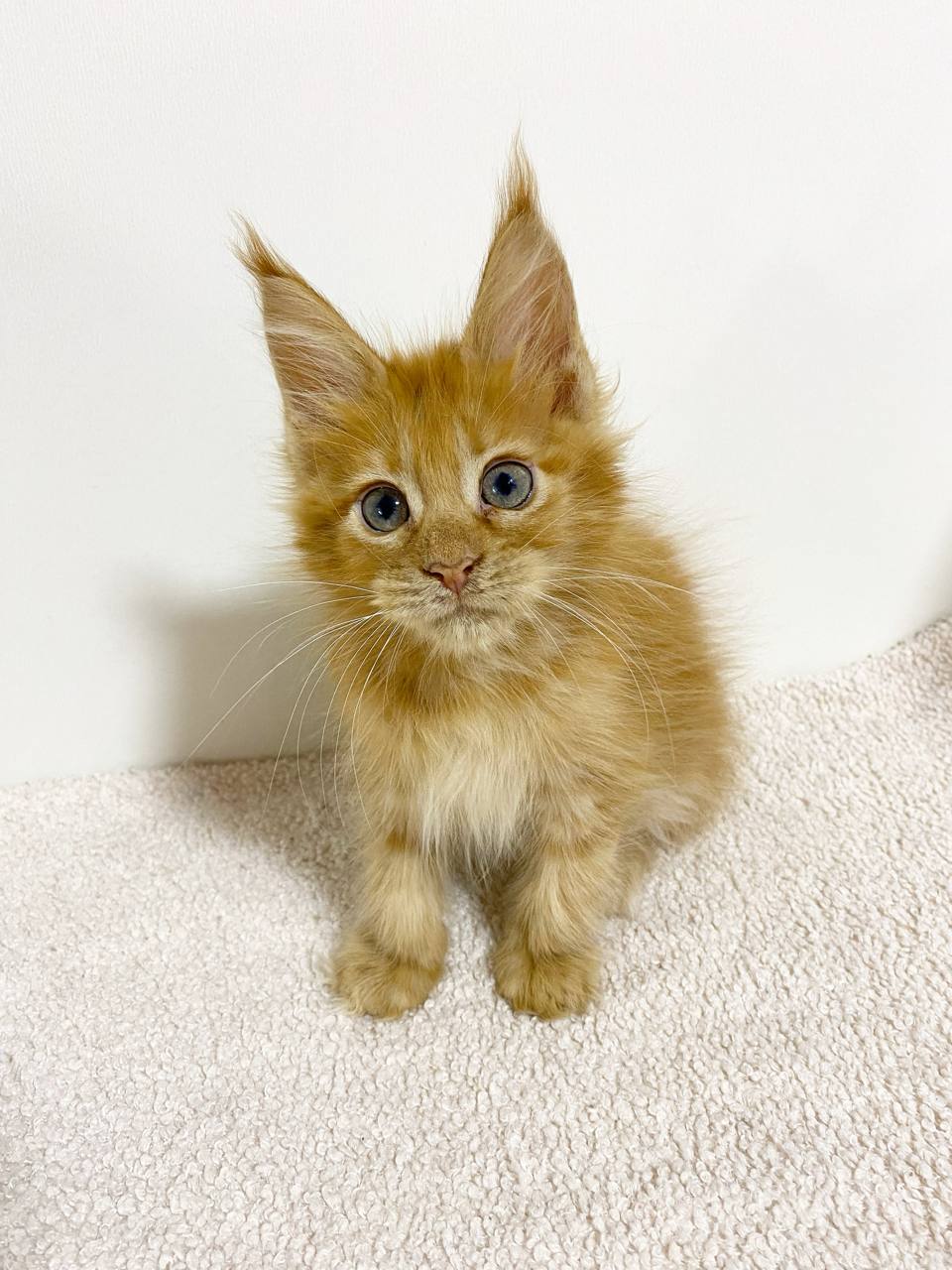 ๐ฑ Meet Teo โ Handsome Red Male Maine Coon Kitten Available Now!