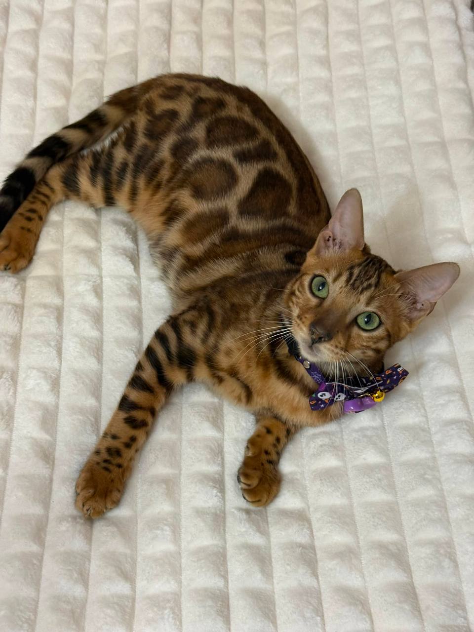 ๐ฑ Meet Simba โ Stunning Male Bengal Kitten Available Now!