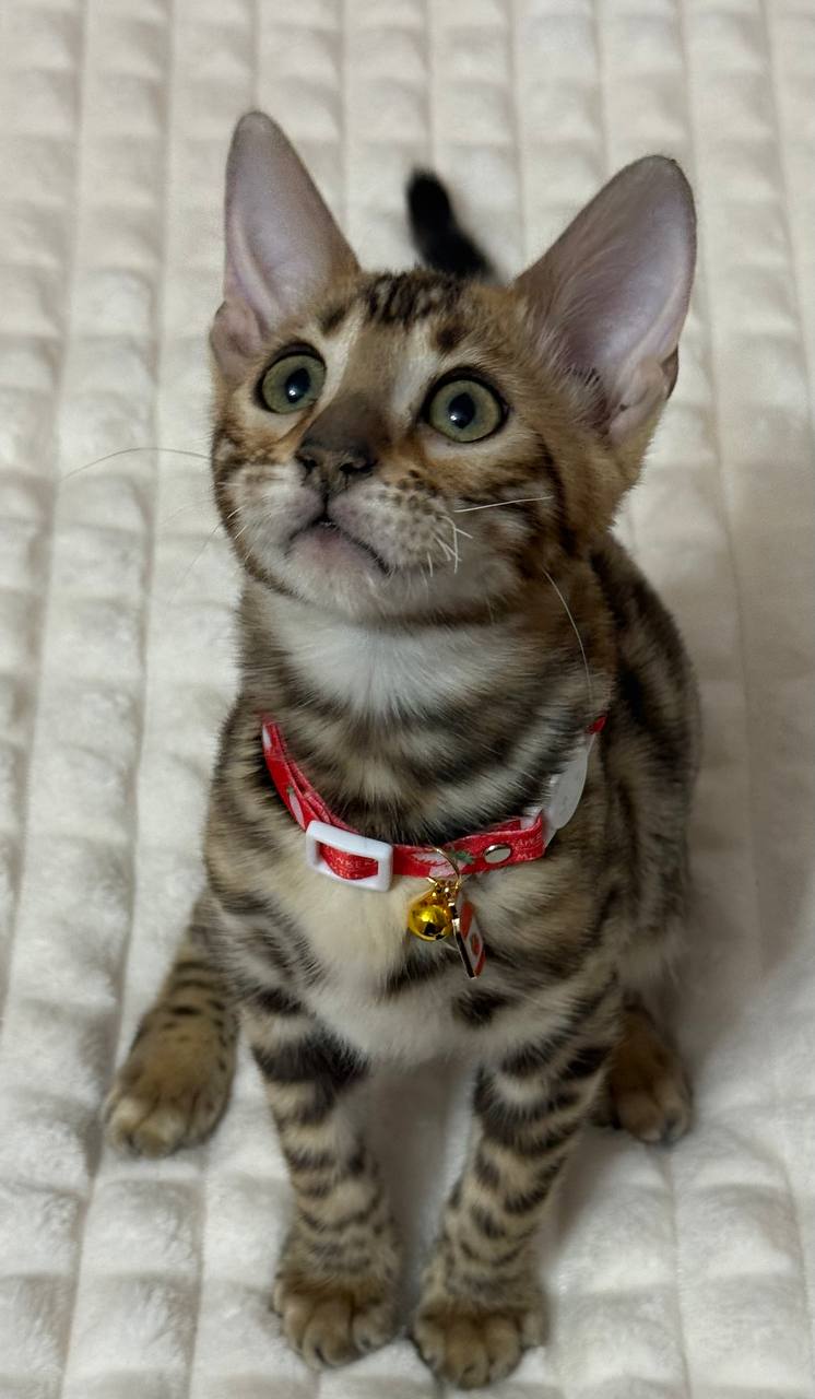 ๐ฑ Meet Mia โ Beautiful Female Bengal Kitten Available Now!