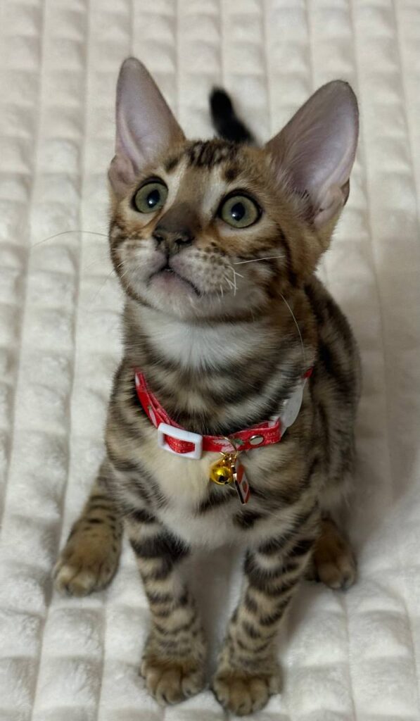 bengal