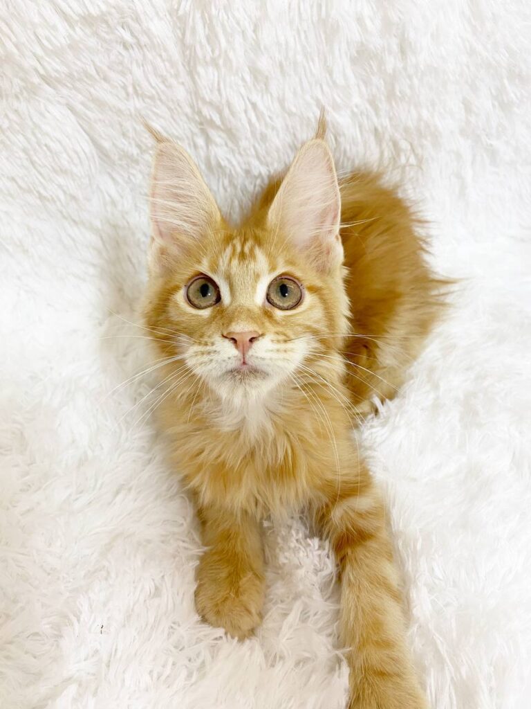 maine coon