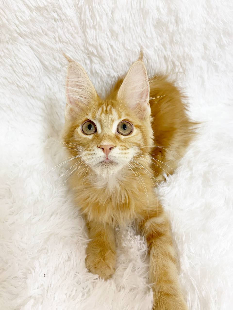 ๐ฑ Meet Tina โ Beautiful Red Female Maine Coon Kitten Available Now!