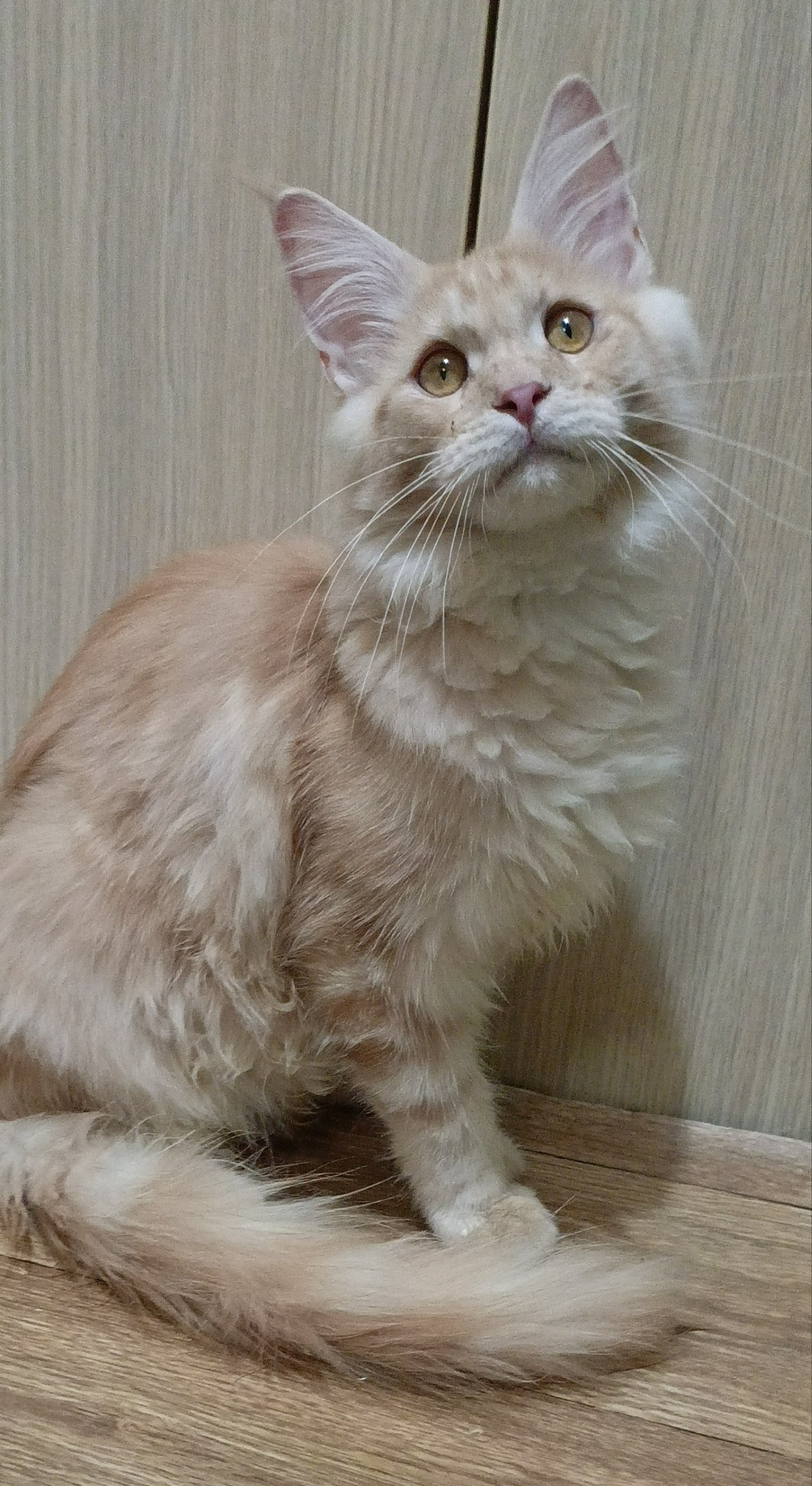 ๐ฑ Meet Leo โ Handsome Red Male Maine Coon Kitten Available Now!