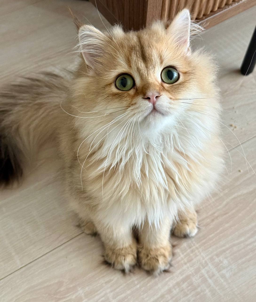 🐱 Meet Cooper — Gorgeous Gold British Longhair Kitten Available Now!