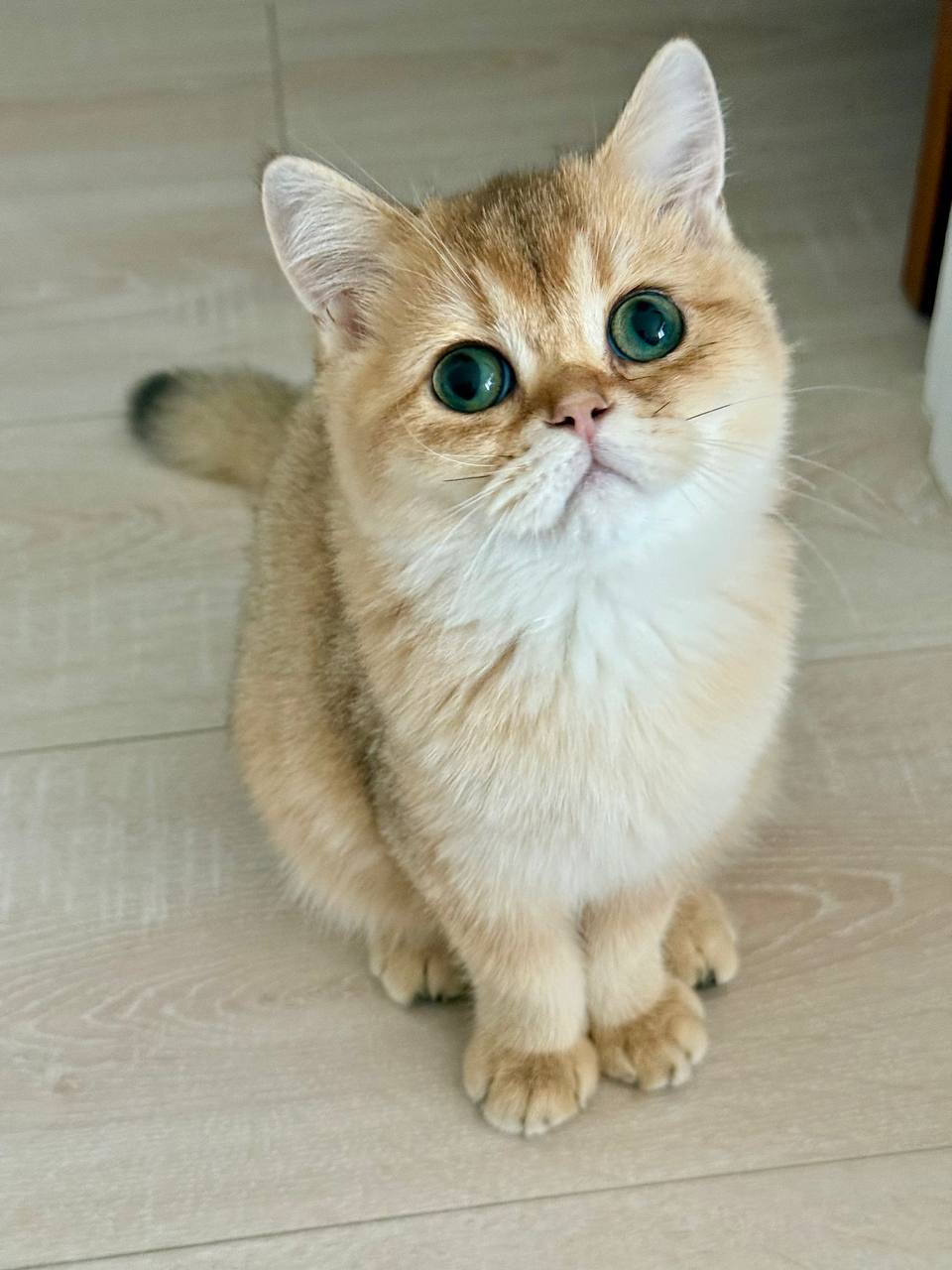 🐱 Meet Remy — Gorgeous Gold British Shorthair Kitten Available Now!