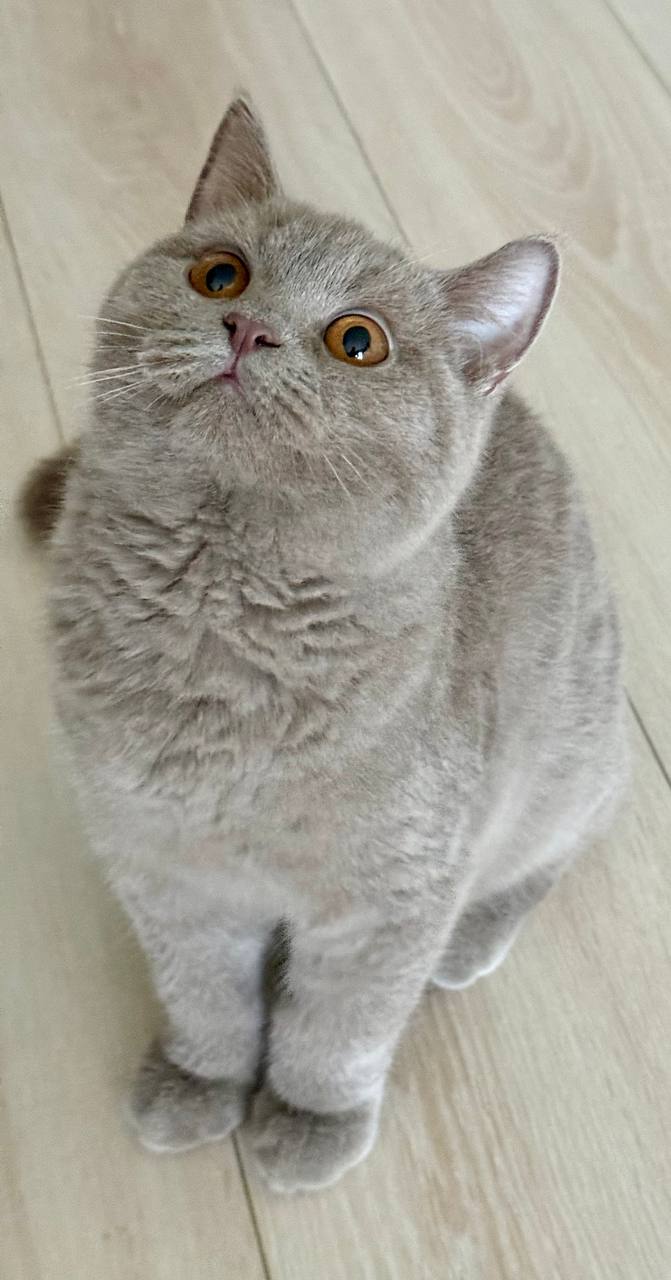 🐱 Meet Bentley — Handsome Lilac British Shorthair Kitten Available Now!