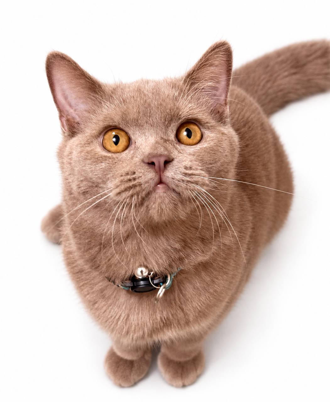 💜 Finley — Handsome Lilac Male British Shorthair Kitten 💜