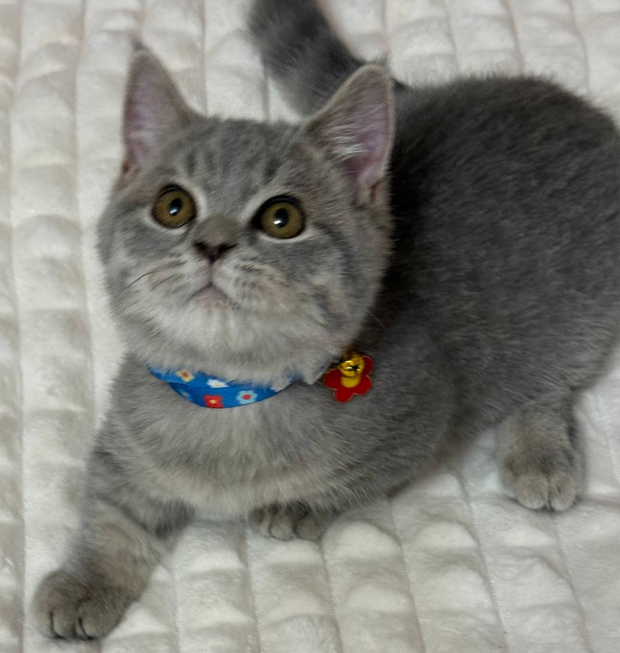 🐱 Meet Mila — Beautiful Female Munchkin Kitten Available Now!