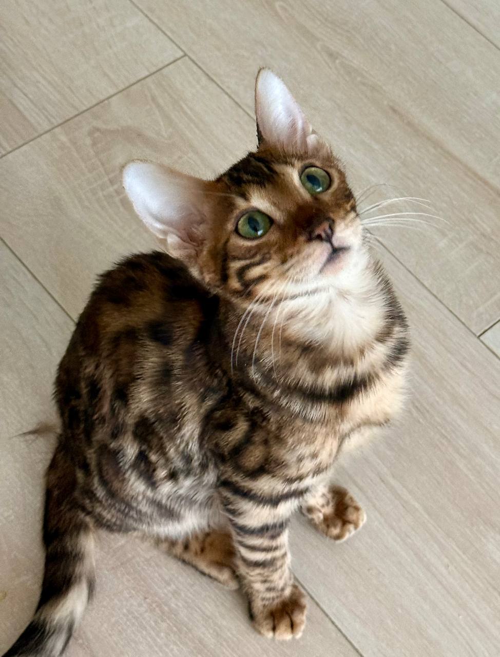 🐱 Meet Oliver — Handsome Male Bengal Kitten Available Now!