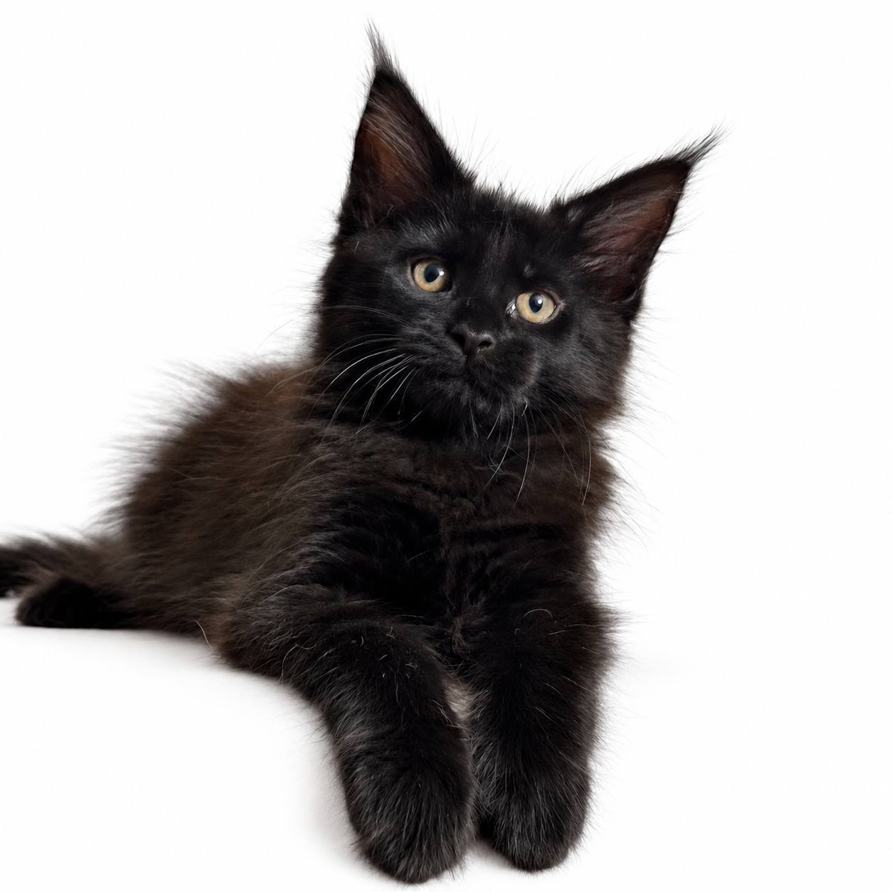 🖤 Okira — Stunning Black Female Maine Coon Kitten 🖤