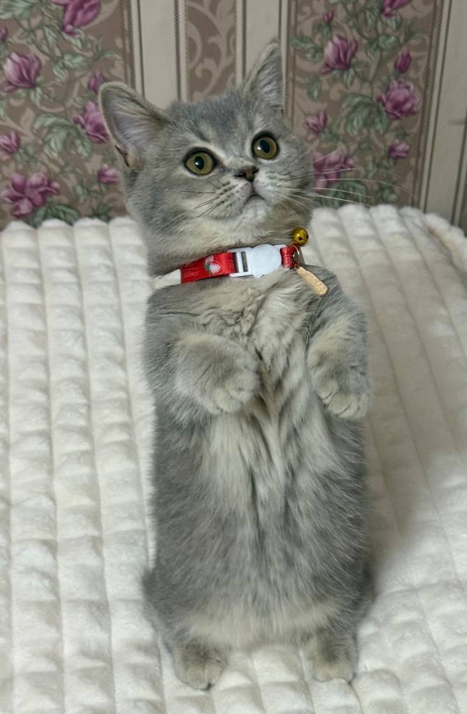 🐱 Meet Mimi — Beautiful Female Munchkin Kitten Available Now!