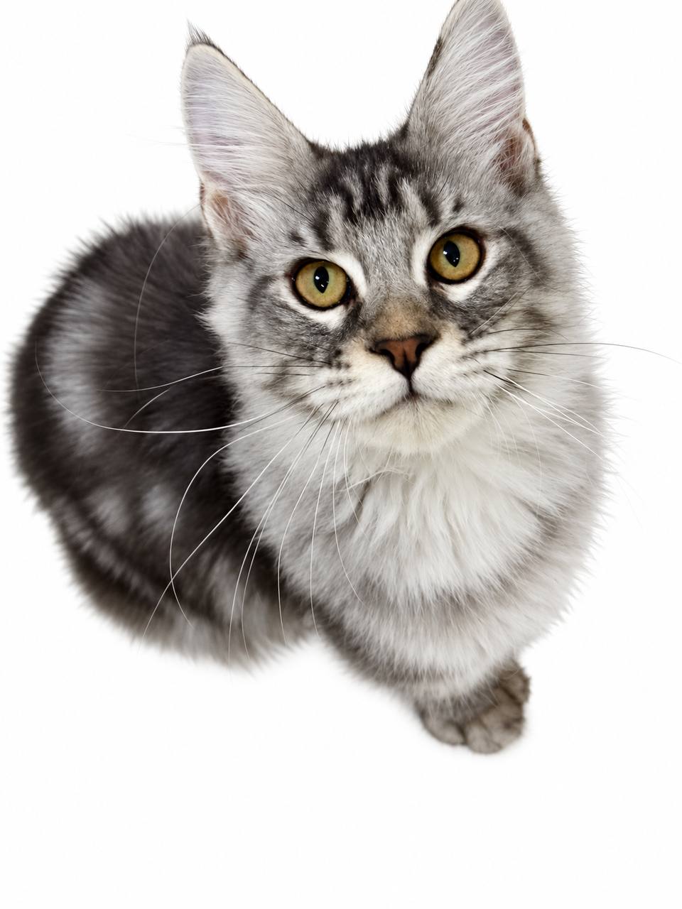 🩶 Max — Handsome Male Silver Maine Coon Kitten 🩶